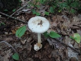 Amanita brunnescens image
