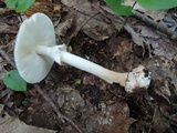 Amanita brunnescens image