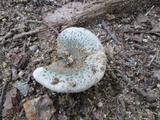 Russula parvovirescens image