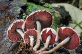 Melanophyllum haematospermum image