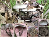 Gliophorus irrigatus image