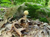 Amanita pantherina var. velatipes image