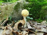 Amanita pantherina var. velatipes image
