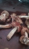 Collybiopsis luxurians image