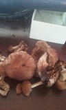 Collybiopsis luxurians image