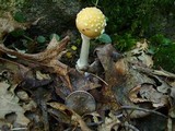 Amanita pantherina var. velatipes image