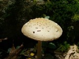 Amanita pantherina var. velatipes image