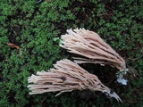 Ramaria stricta image