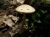 Amanita pantherina var. velatipes image