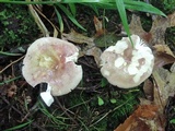 Russula graveolens image