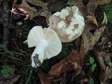 Russula graveolens image