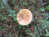 Amanita flavorubens image