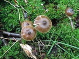Entoloma fusciceps image