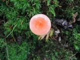 Russula pusilla image