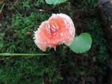 Russula pusilla image
