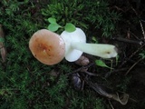 Russula pusilla image