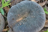 Russula parvovirescens image