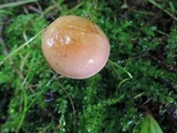 Russula pusilla image