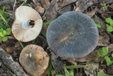 Russula parvovirescens image