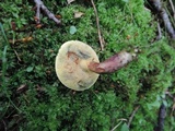 Boletus chrysenteron image