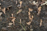 Clavulinopsis umbrinella image