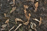 Clavulinopsis umbrinella image
