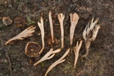 Clavulinopsis umbrinella image