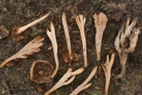Clavulinopsis umbrinella image