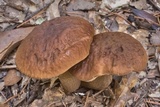 Leccinellum griseum image