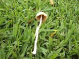 Conocybe apala image