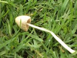 Conocybe apala image