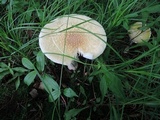 Amanita velatipes image