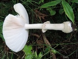 Amanita velatipes image