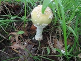 Amanita velatipes image