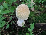 Amanita velatipes image