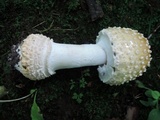Amanita velatipes image