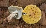 Amanita flavorubens image