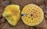 Amanita flavorubens image