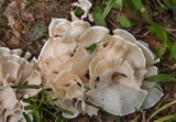 Hydnopolyporus palmatus image