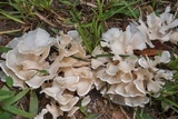 Hydnopolyporus palmatus image