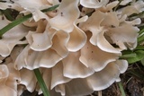 Hydnopolyporus palmatus image