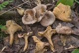 Cantharellus quercophilus image