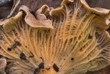 Cantharellus quercophilus image