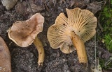 Cantharellus quercophilus image