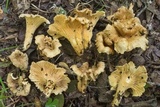 Cantharellus quercophilus image