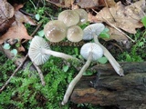 Gliophorus irrigatus image