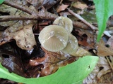 Gliophorus irrigatus image