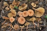 Lactarius subserifluus image