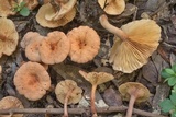 Lactarius subserifluus image
