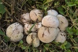 Lycoperdon pratense image